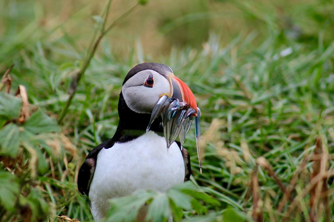 Two-In-One: Whale & Puffin Watching Tours from Reykjavik - Spotting odds, boat crowding, and how to photograph smarter