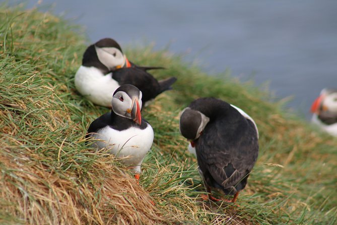 Two-In-One: Whale & Puffin Watching Tours from Reykjavik - Who this combo tour suits best