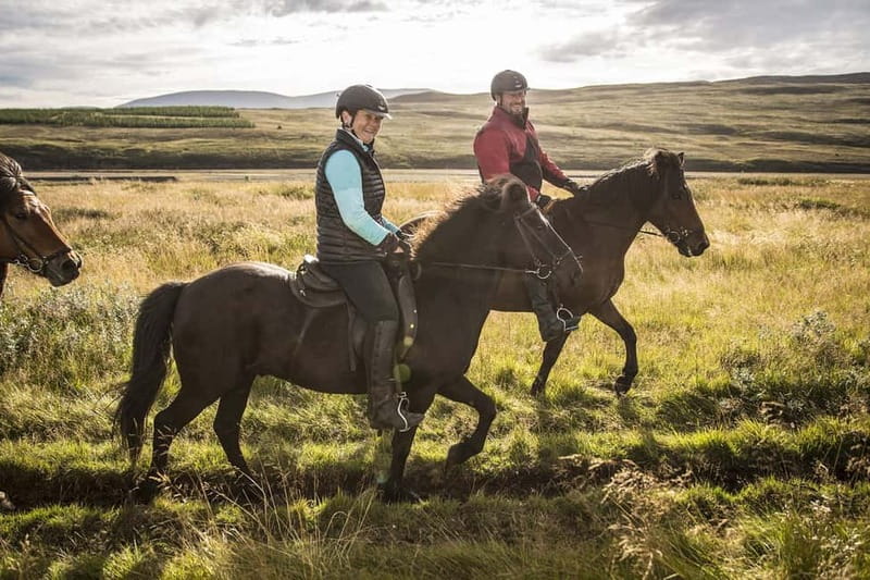 Varmahlid: Viking Horse Riding Tour - The horses: what makes the tölt and fourth gait feel different