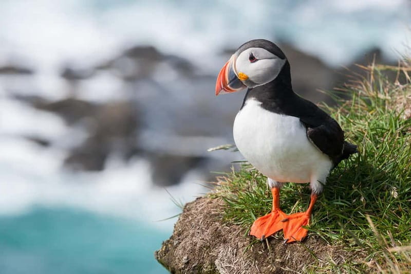 Vestmannaeyjar: One Hour Small Islands Trip - Key things to know before you go