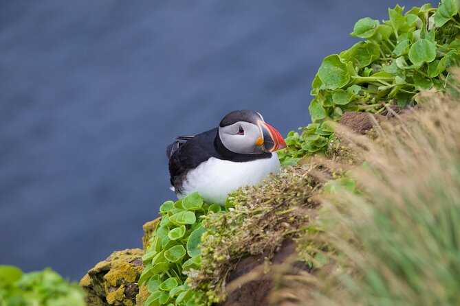 Volcanic Vistas & Puffin Paradise ATV Tour - Key highlights that make this ATV and puffin tour click