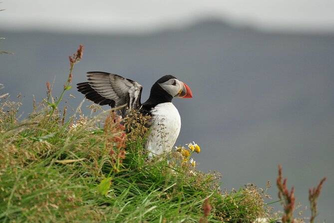 Volcanic Vistas & Puffin Paradise ATV Tour - Stórhöfði, Great Cape, and the biggest puffin colony in Iceland