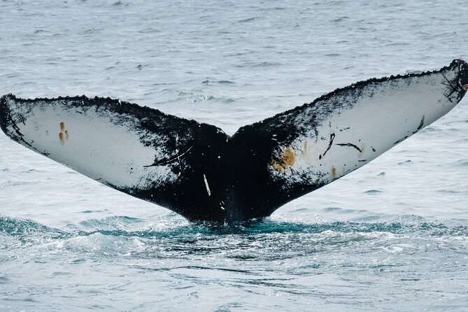 Westfjords Whale Watching - Ísafjörður Location, Timing, and How the 3 Hours Run