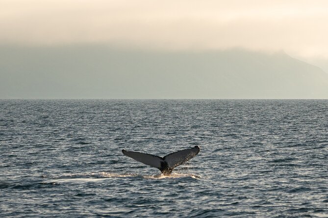 Westfjords Whale Watching - Should You Book Westfjords Whale Watching?