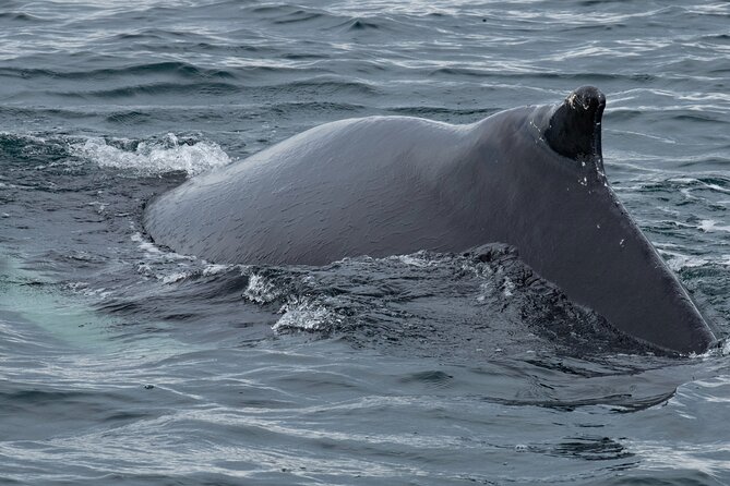 Westfjords Whale Watching - FAQ