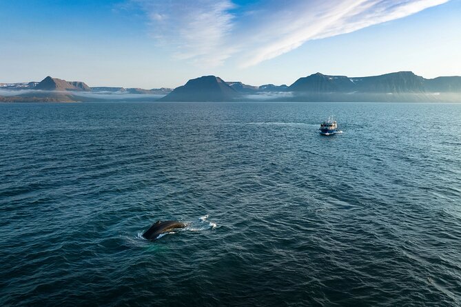 Westfjords Whale Watching - The Ísafjarðardjúp Stop: What You’re Watching For