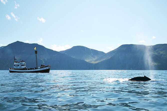 Whale and Puffin Watching around Skjálfandi Bay from Husavik - Key things to know before you go