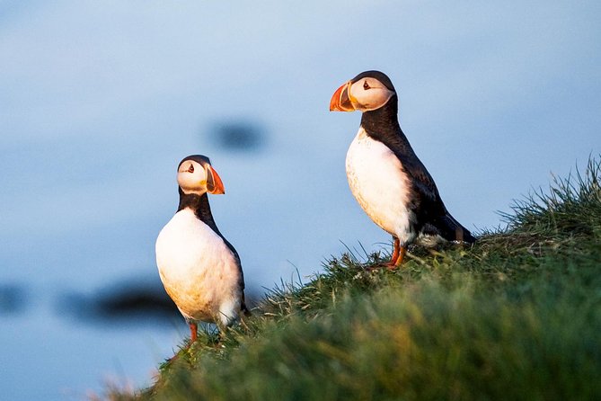 Whale and Puffin Watching around Skjálfandi Bay from Husavik - First Impressions: Why this Skjálfandi Bay cruise feels worth the time