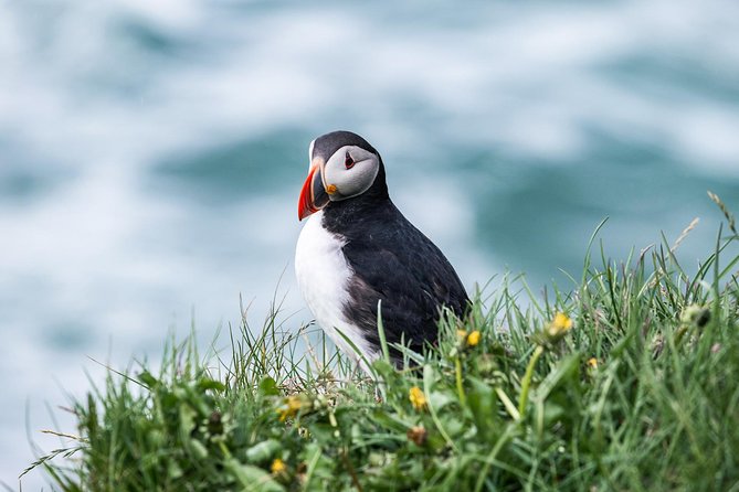 Whale and Puffin Watching around Skjálfandi Bay from Husavik - Comfort kit: warm overalls and how to dress for the real Iceland test