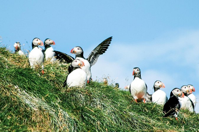 Whale and Puffin Watching around Skjálfandi Bay from Husavik - Puffins and Puffin Island: why you should adjust your expectations
