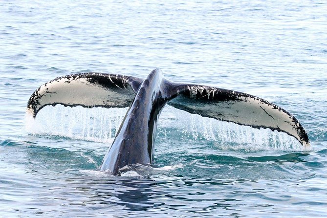 Whale and Puffin Watching around Skjálfandi Bay from Husavik - Whale watching tips that help you get better views on a crowded boat day