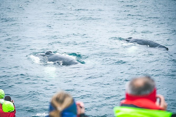 Whale and Puffin Watching around Skjálfandi Bay from Husavik - Where you meet, and why no hotel pickup is not a deal breaker