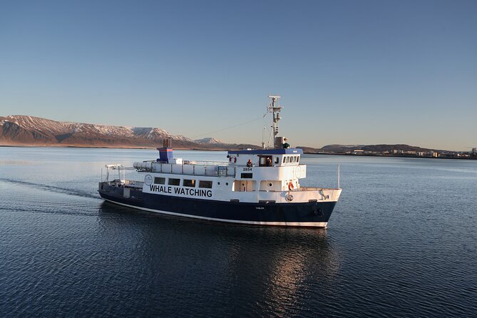 Whale Watching and Marine Life Tour in Reykjavik - Meeting at Old Harbour House, what the 3-hour experience feels like