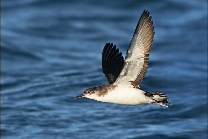 Whale Watching and Marine Life Tour in Reykjavik - How you spot whales and dolphins, and what to watch for on board