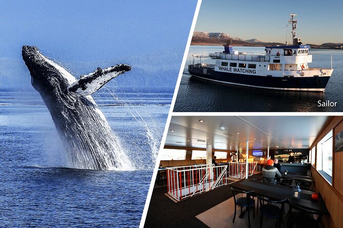 Whale Watching and Marine Life Tour in Reykjavik - Ethics and expectations, close sightings can mean different things on different days