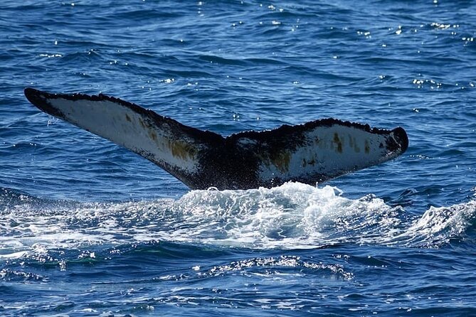 Whale Watching and Marine Life Tour in Reykjavik - The Wi-Fi photo perk, plus your best gear for Iceland boat weather