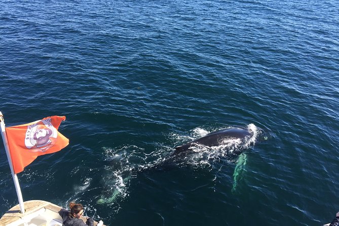 Whale Watching and Northern Lights Half-Day Combo Tour - Key things I’d bet on before you book