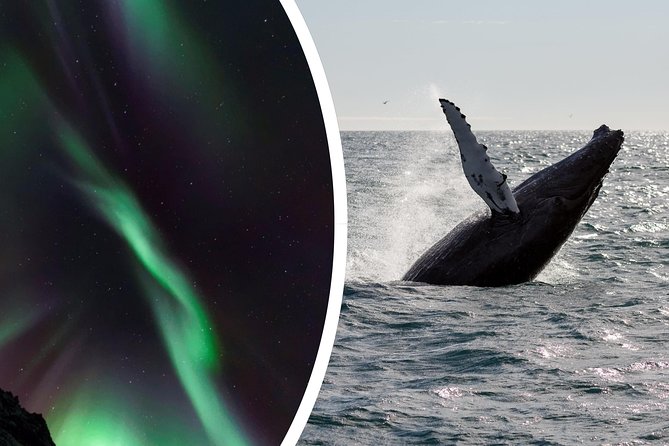 Whale Watching and Northern Lights Half-Day Combo Tour - Daytime whale watching cruise: where the wildlife time is focused