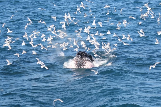 Whale Watching and Northern Lights Half-Day Combo Tour - Ashore break between cruises: how to time dinner and get ready for the lights