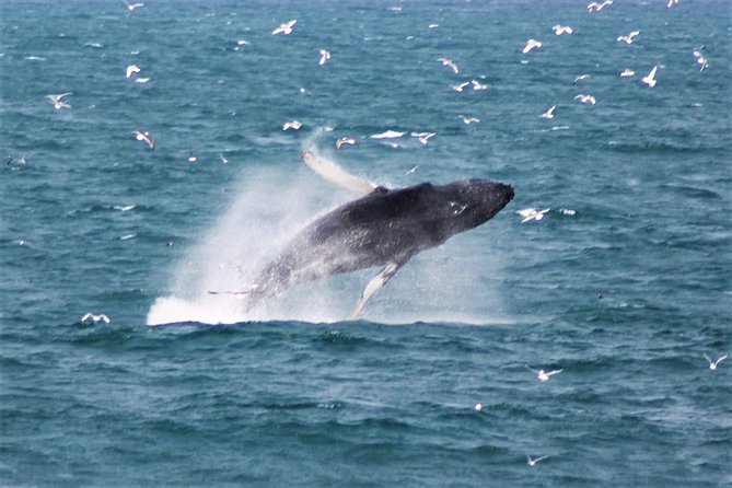 Whale Watching and Northern Lights Half-Day Combo Tour - Northern lights cruise on the water: spotting habits and what you can expect