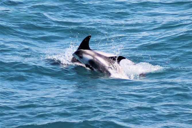 Whale Watching and Northern Lights Half-Day Combo Tour - Weather, sea conditions, and the backup plan when things shift