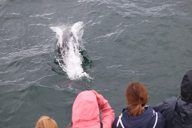 Whale Watching and Northern Lights Half-Day Combo Tour - Why this whale and northern lights combo works so well in Reykjavik