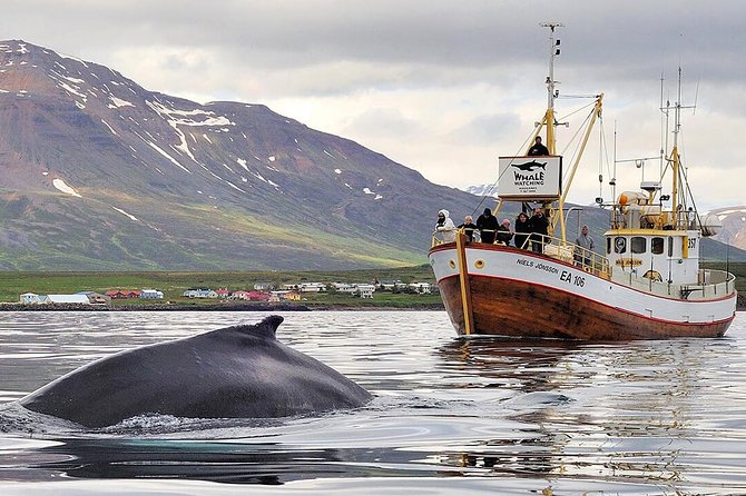 Whale Watching and Sea Angling Tour - Key highlights worth knowing before you go
