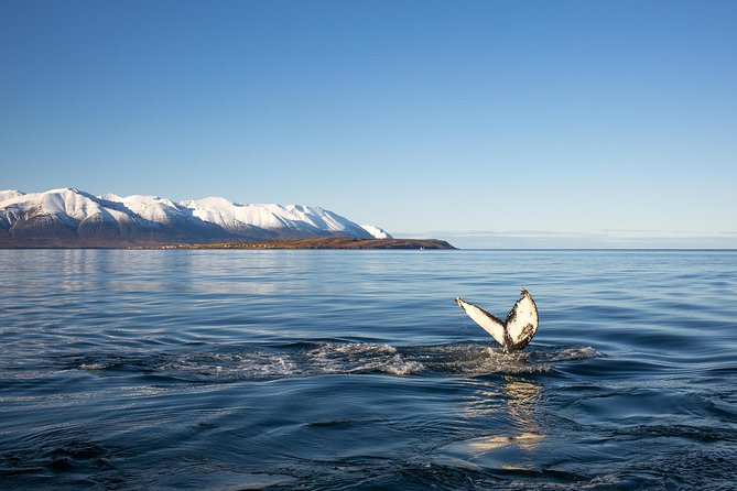 Whale Watching and Sea Angling Tour - Eyjafjörður fjord whale watching from Hauganes: what makes it work