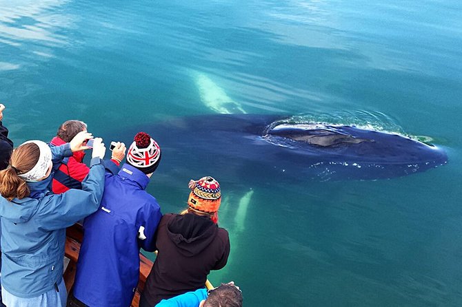 Whale Watching and Sea Angling Tour - What you might see in the water (and how close it can get)