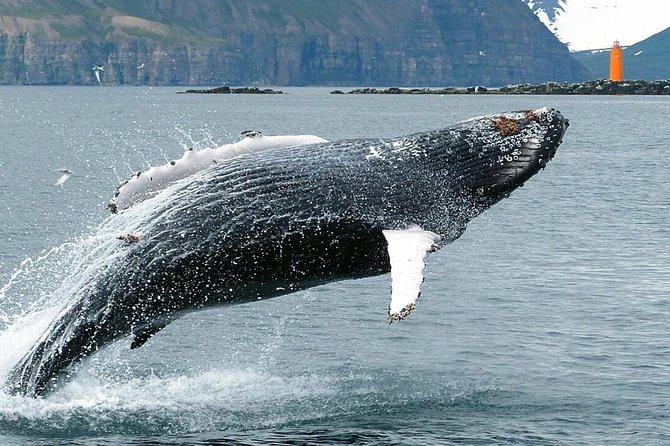 Whale Watching and Sea Angling Tour - Sea angling on the same tour: fun, but manage your expectations