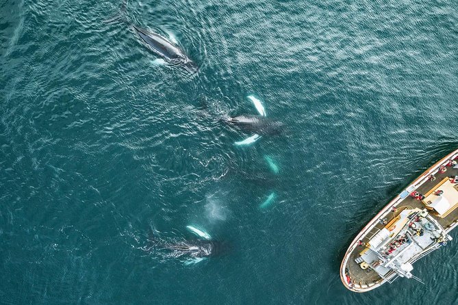 Whale Watching and Sea Angling Tour - Weather reality: what “good weather required” means for your plans