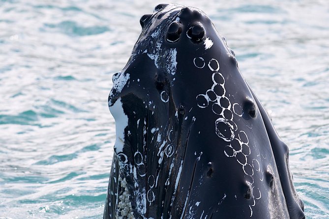 Whale Watching and Sea Angling Tour - The boat experience: comfort beats toughness