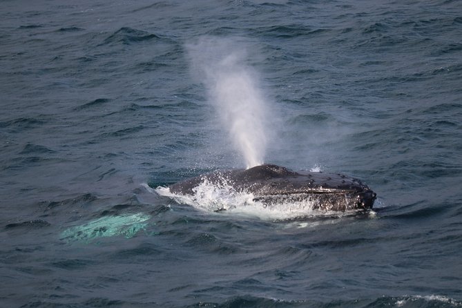 Whale-Watching Boat Tour with Expert Guide from Reykjavik - Key things to know before you go