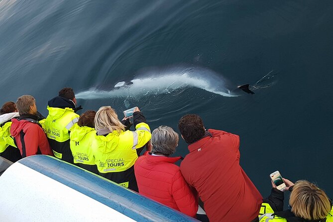 Whale-Watching Boat Tour with Expert Guide from Reykjavik - How the guide experience really feels (and what to watch for)