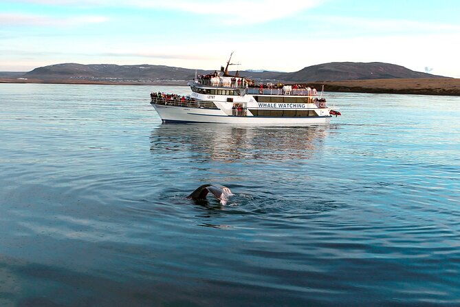 Whale-Watching Boat Tour with Expert Guide from Reykjavik - Deck vs indoor viewing: how to dress for the real conditions