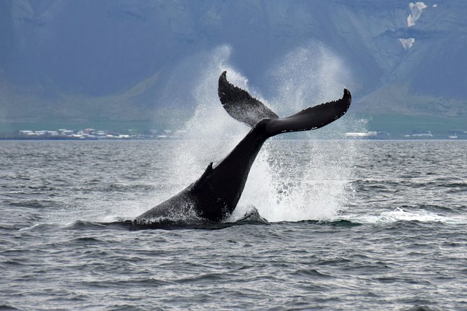 Whale-Watching Boat Tour with Expert Guide from Reykjavik - The boat, the crowd size, and where you’ll feel it most