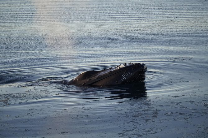 Whale-Watching Boat Tour with Expert Guide from Reykjavik - Rough weather, fog, and the way they handle it