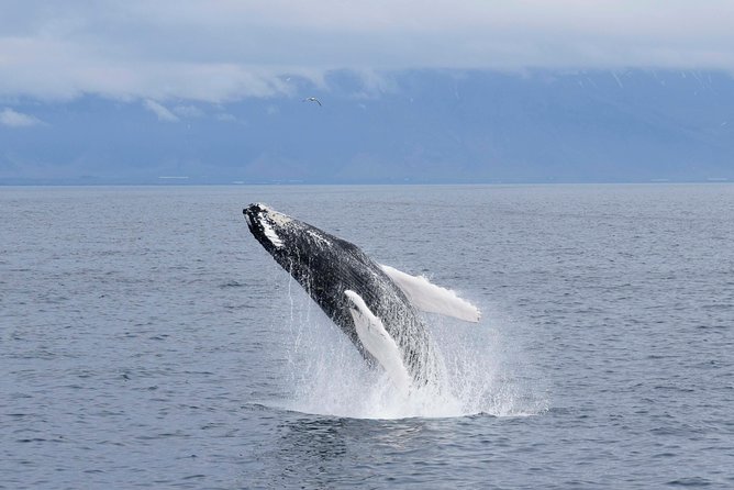Whale-Watching Boat Tour with Expert Guide from Reykjavik - Before whales: overalls, warmth, and the onboard setup