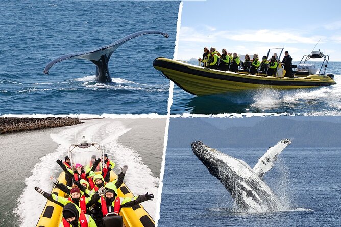 Whale Watching by RIB Speedboat from Downtown Reykjavik - The Harpa stop: why you get a city moment before the sea search
