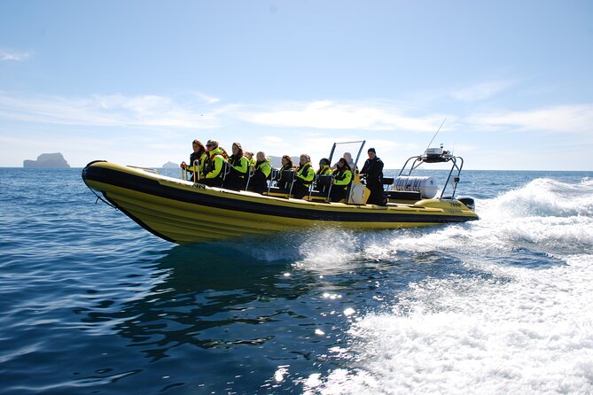 Whale Watching by RIB Speedboat from Downtown Reykjavik - Faxafloi Bay: the wildlife-focused geography you’re paying for