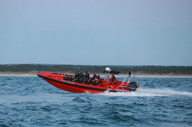 Whale Watching by RIB Speedboat from Downtown Reykjavik - What you might see: species chances and how to read the water