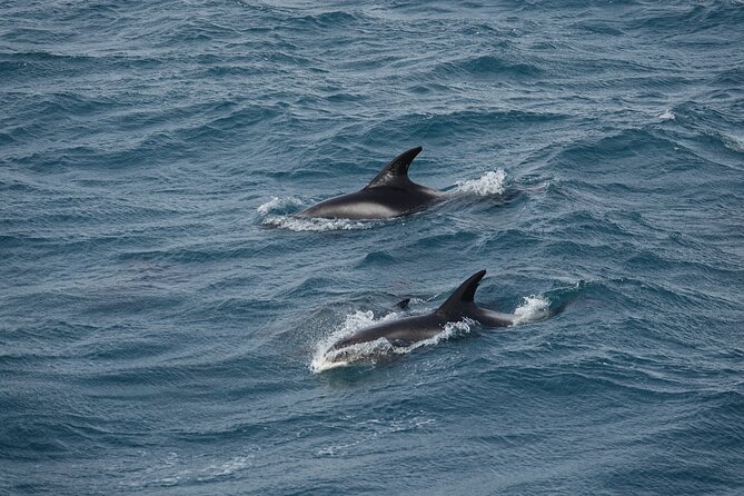 Whale Watching by RIB Speedboat from Downtown Reykjavik - Gear and comfort: staying warm on a cold, wet boat