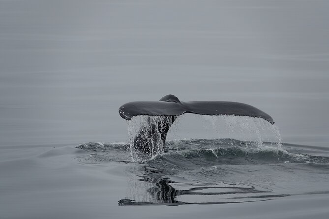 Whale Watching by RIB Speedboat from Downtown Reykjavik - How the small-group format changes your odds