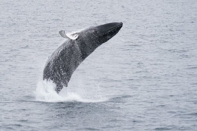 Whale Watching by RIB Speedboat from Downtown Reykjavik - Speed, safety, and the reality of being close to wildlife