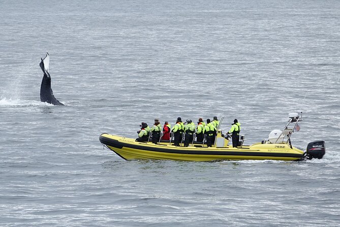 Whale Watching by RIB Speedboat from Downtown Reykjavik - Getting from Old Harbour House to the water fast