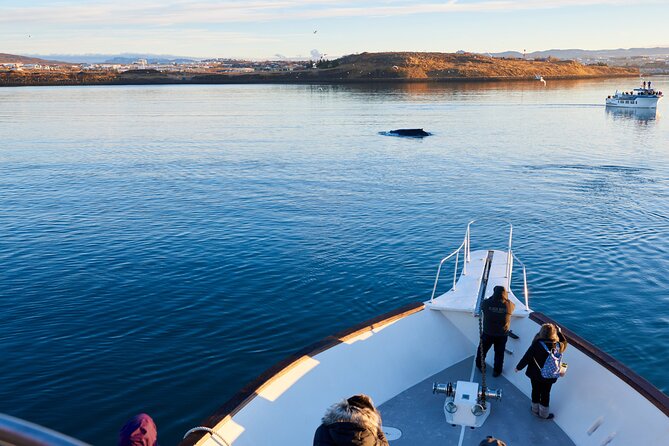 Whale Watching Cruise on a Yacht in Reykjavik - A yacht whale watching cruise that turns cold air into a front row seat