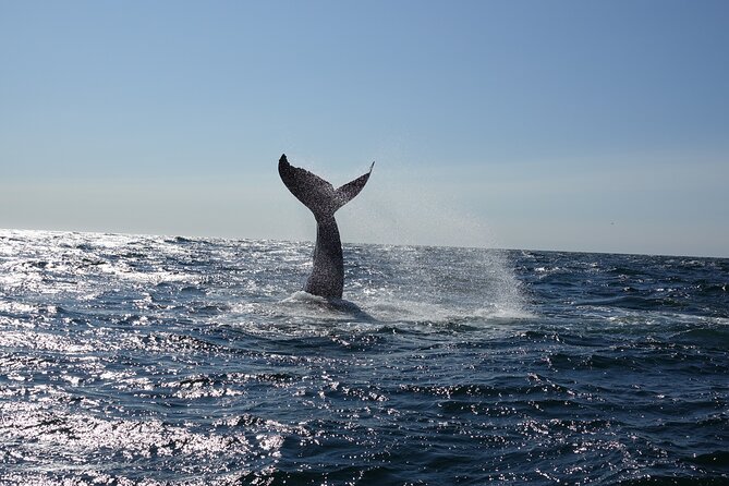Whale Watching Cruise on a Yacht in Reykjavik - Faxaflói Bay: where the search happens