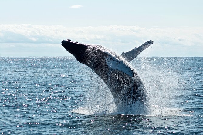 Whale Watching Cruise on a Yacht in Reykjavik - Island time: Engey, Lundey, and Viðey