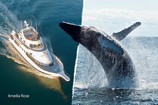 Whale Watching Cruise on a Yacht in Reykjavik - What the onboard experience feels like in real conditions