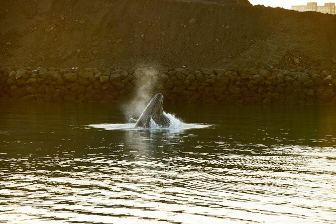 Whale Watching Cruise on a Yacht in Reykjavik - Wildlife sightings: what to expect, and what to do with uncertainty
